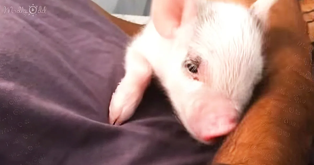 A small, white piglet with wet fur rests on a dark blanket, looking sleepy.