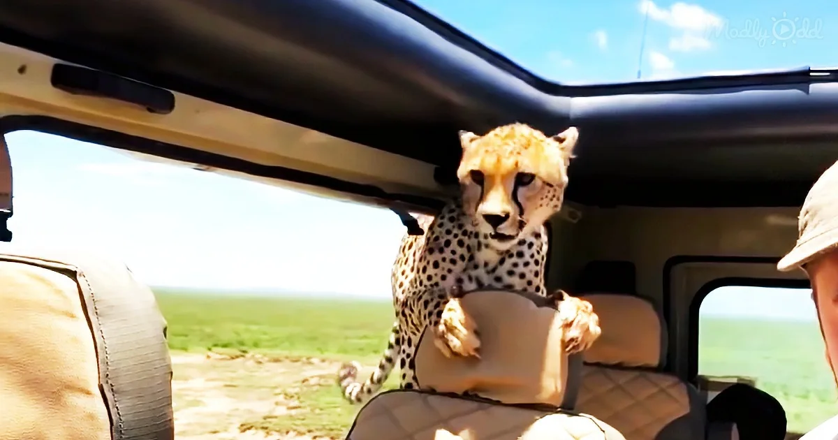 A cheetah is perched on the back of a vehicle seat, looking directly at the camera.