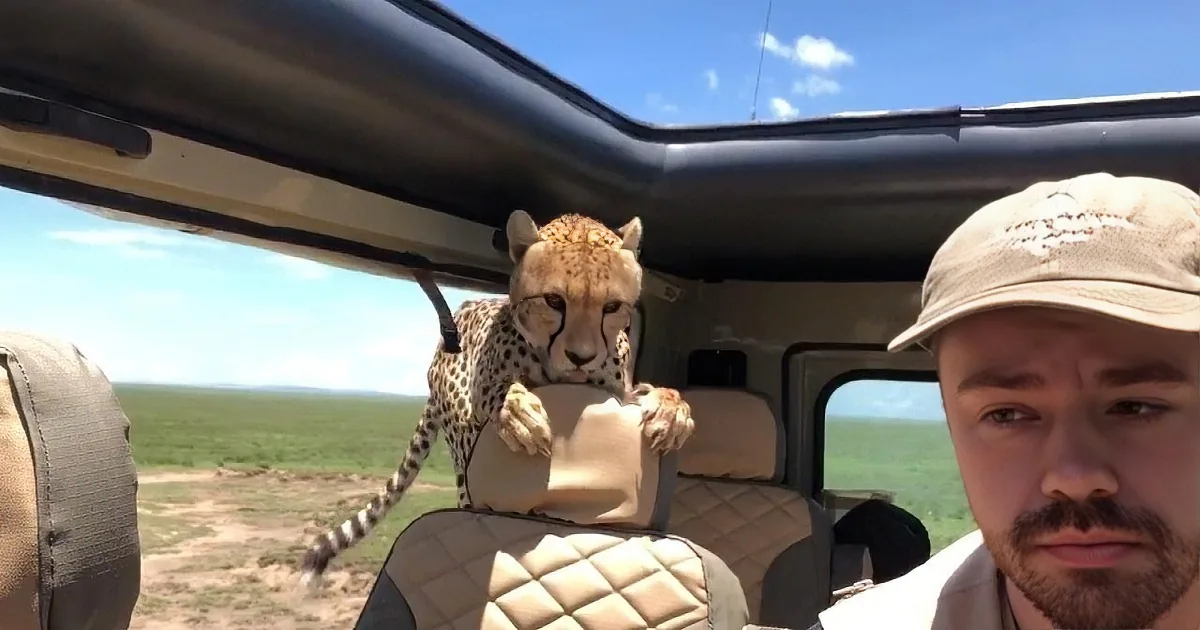 Tourist Freezes When Cheetah Invades Safari Vehicle