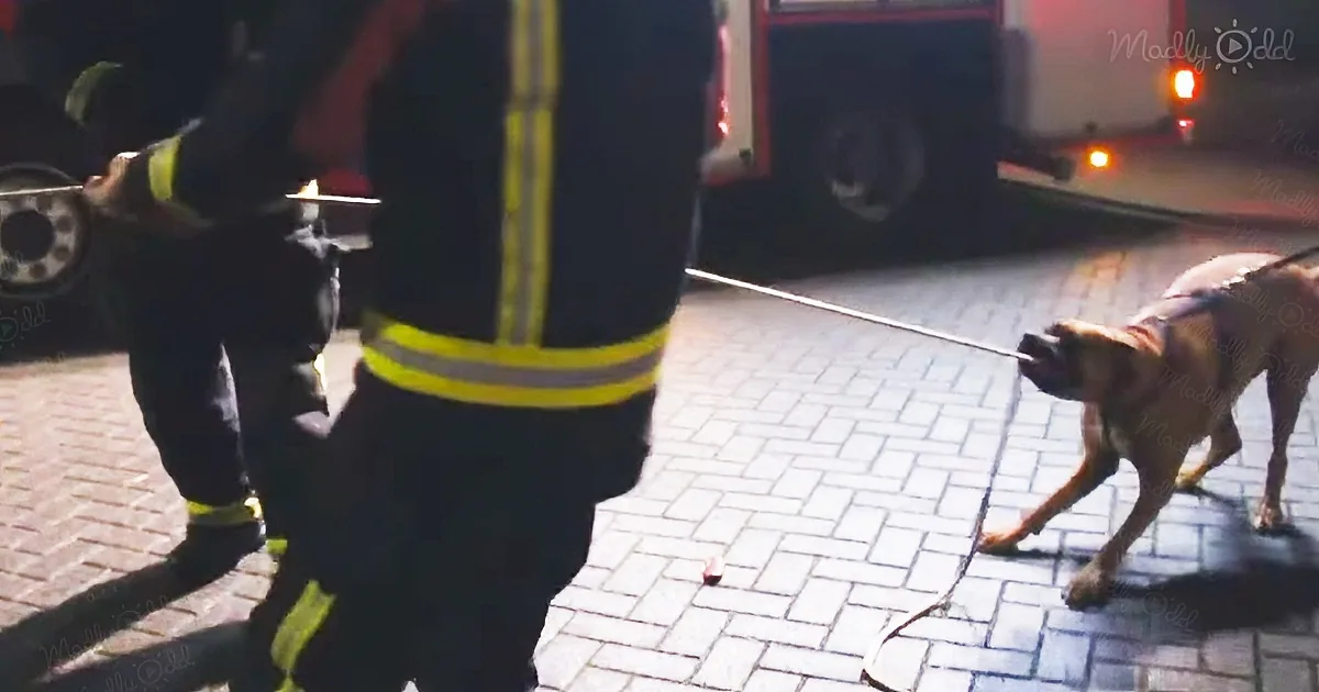 Firefighters in gear interact with a dog on a leash near a fire truck.