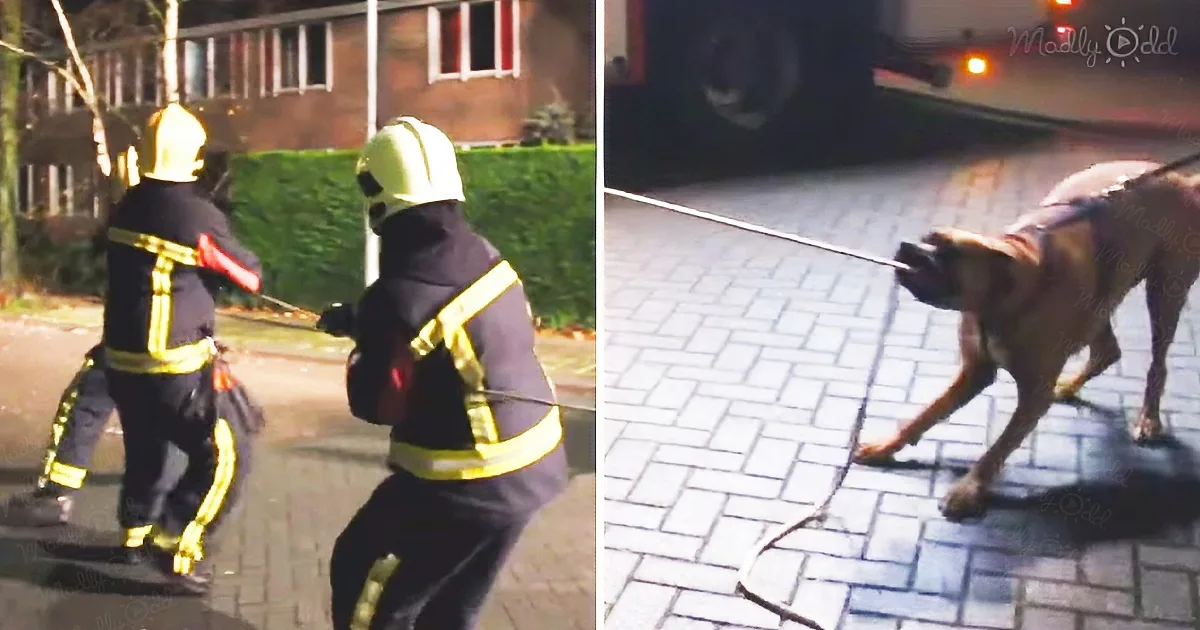 Hilarious Moment as Dog Helps Firefighters Pull-Down Tree