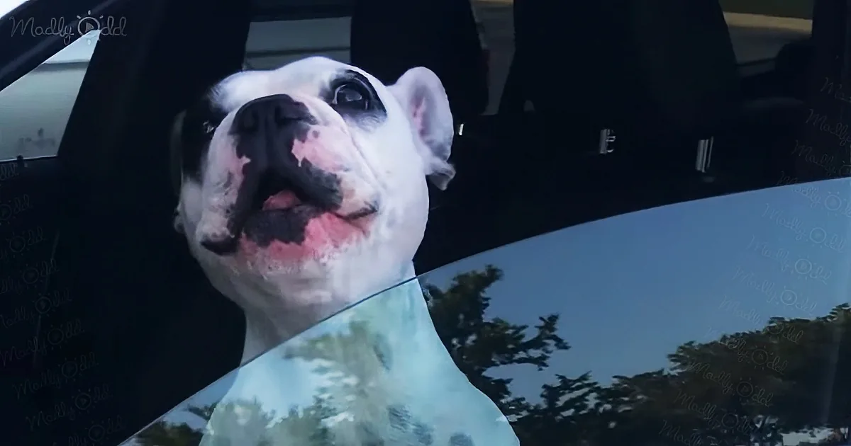 A happy white dog with a black nose and pink tongue is sticking its head out of a car window.