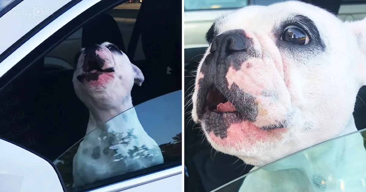 A happy white dog with black spots leans out of a car window, enjoying the breeze.