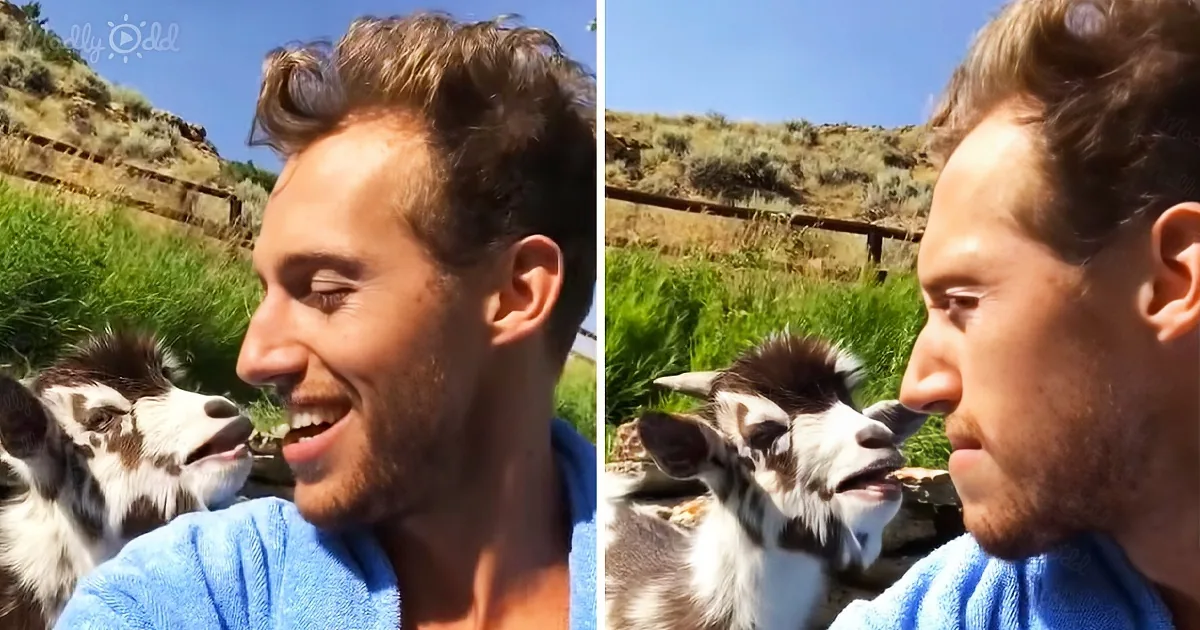 Cute Baby Goat and Man in an Intense Argument