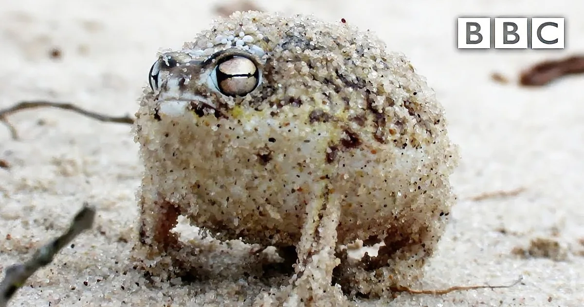 Adorable Croak From Tiny Furious Desert Frog