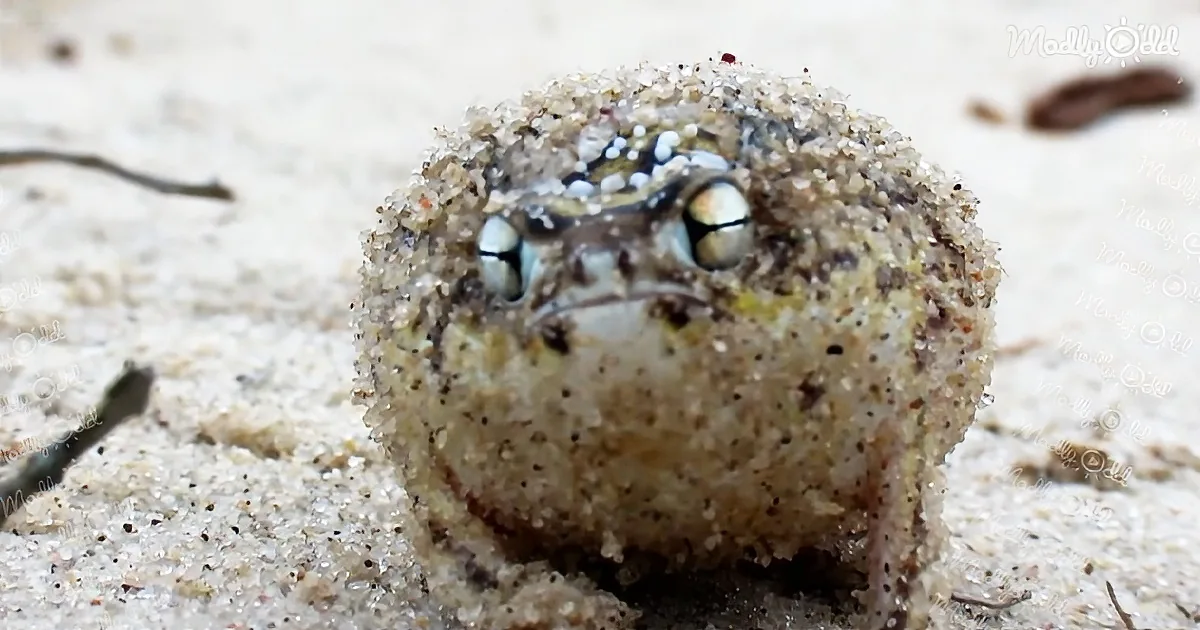 A sand-covered frog with large, reflective eyes peeks out from the sandy ground.