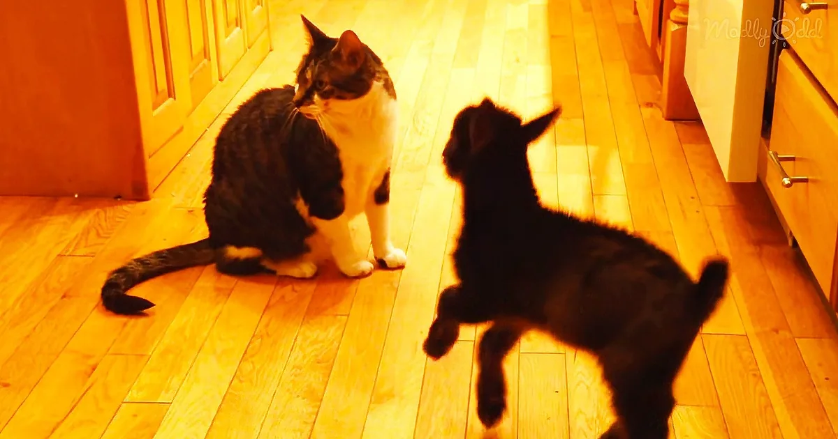 A black and white cat sits on a wooden floor, facing another cat that is partially in shadow.