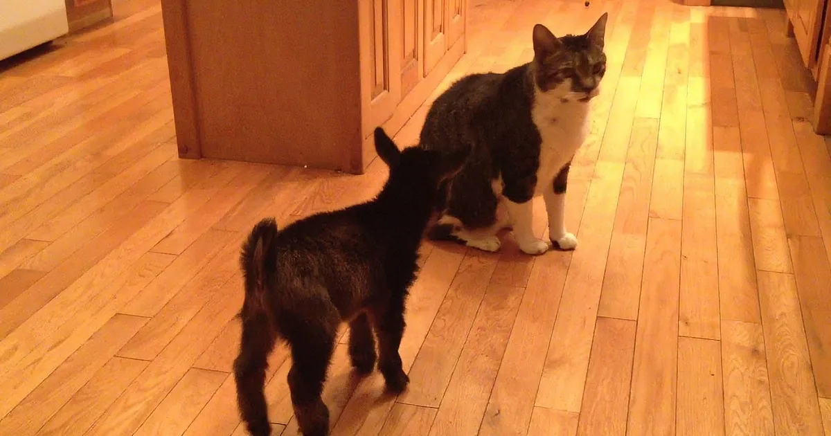 Adorable Baby Goat Tries to Headbutt a Cat