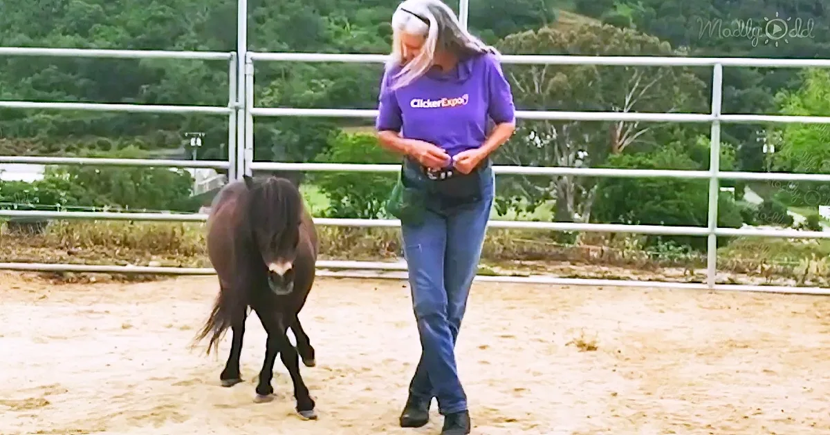 A woman in a purple shirt walks alongside a small dark horse in a fenced area.