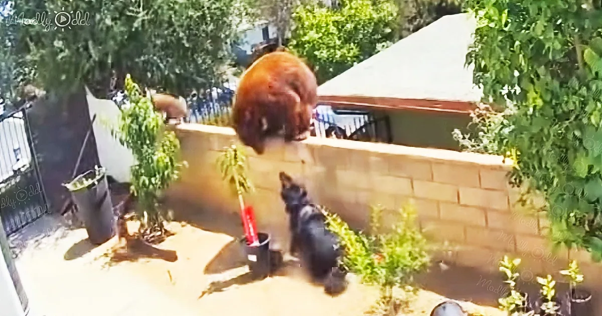 A dog stands on a patio, facing a smaller dog near a potted plant and shovel.