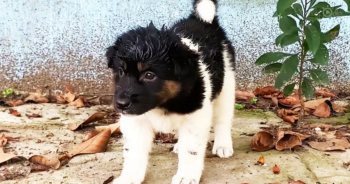 A black and white puppy with a fluffy coat stands on a concrete surface surrounded by dried leaves and a small tree.