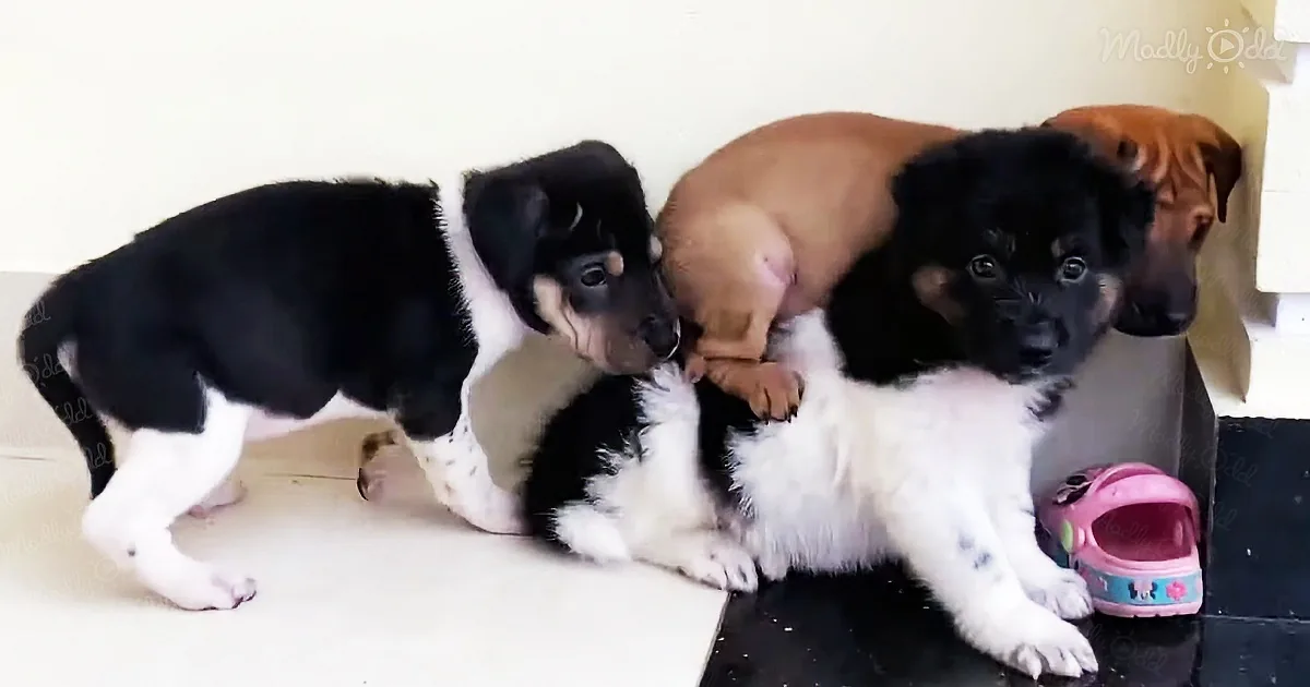 Three adorable puppies, one black and white, two black, and one brown, are playing together on a white surface.