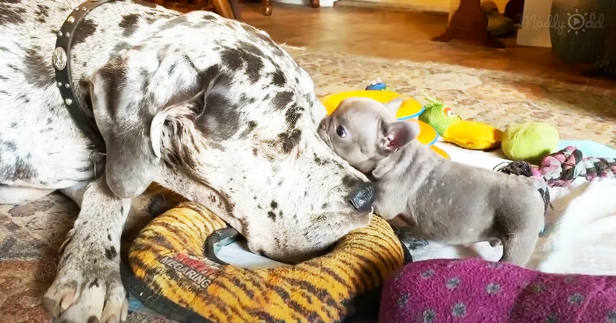 Frenchie Puppy and Great Dane Become Best Friends