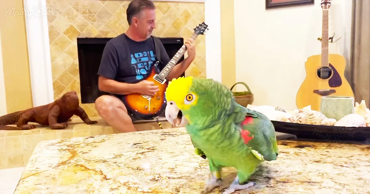 A vibrant green parrot with a yellow head perches on a marble surface as a man plays an electric guitar in the background.