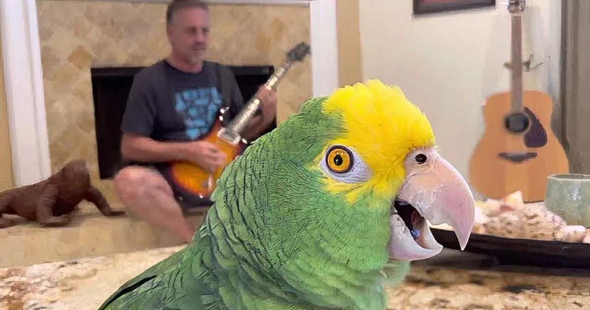 Gifted Parrot Sings Along With His Guitar-Playing Dad