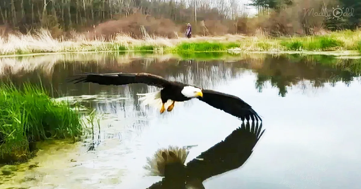 A bald eagle soars gracefully over a calm pond, its reflection mirroring its flight.