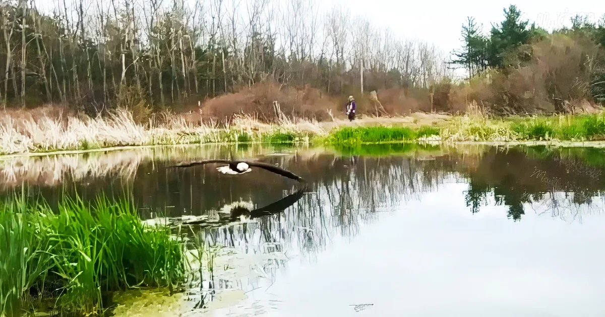 A photographer captures once in a lifetime photo of bald eagle