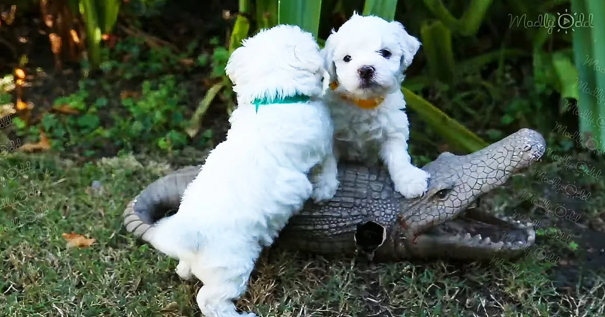 Extremely cute Bichon Frise puppies play around toy alligator