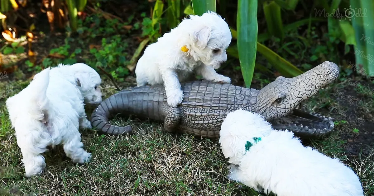 Three Bichon Frise Puppies Play With a Toy Alligator