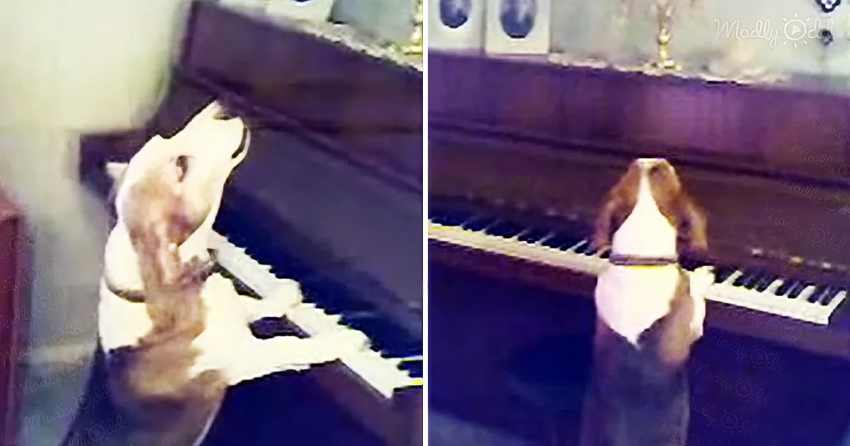 Dog Plays Piano and Sings His Heart Out