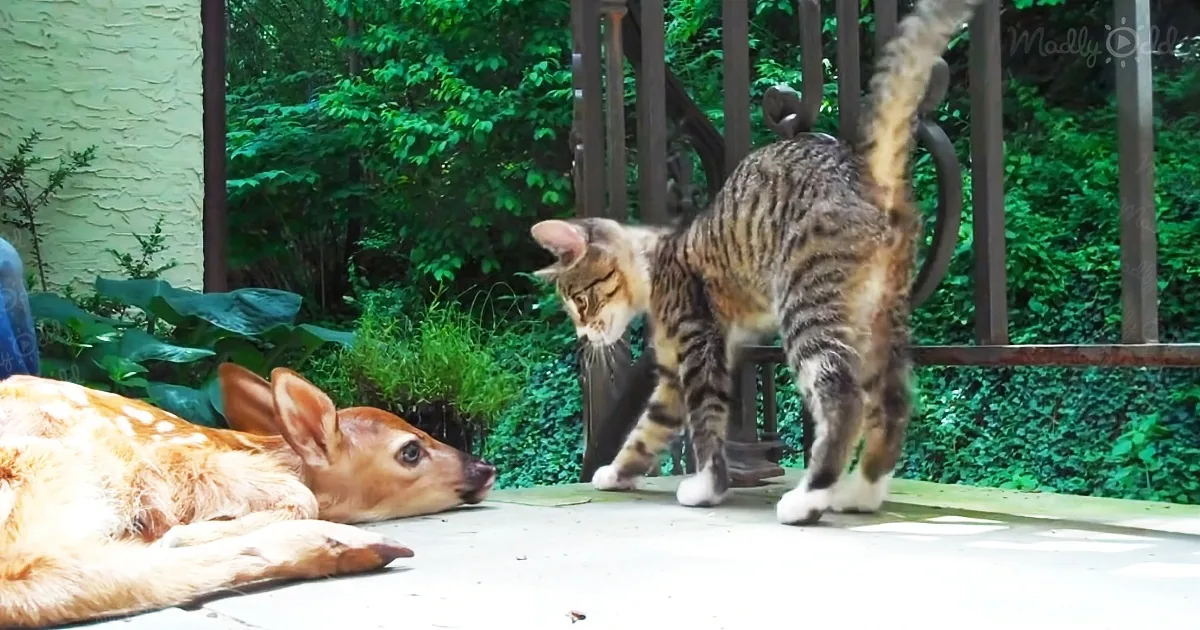 Kitten Gets Excited Over Seeing a Fawn for the First Time