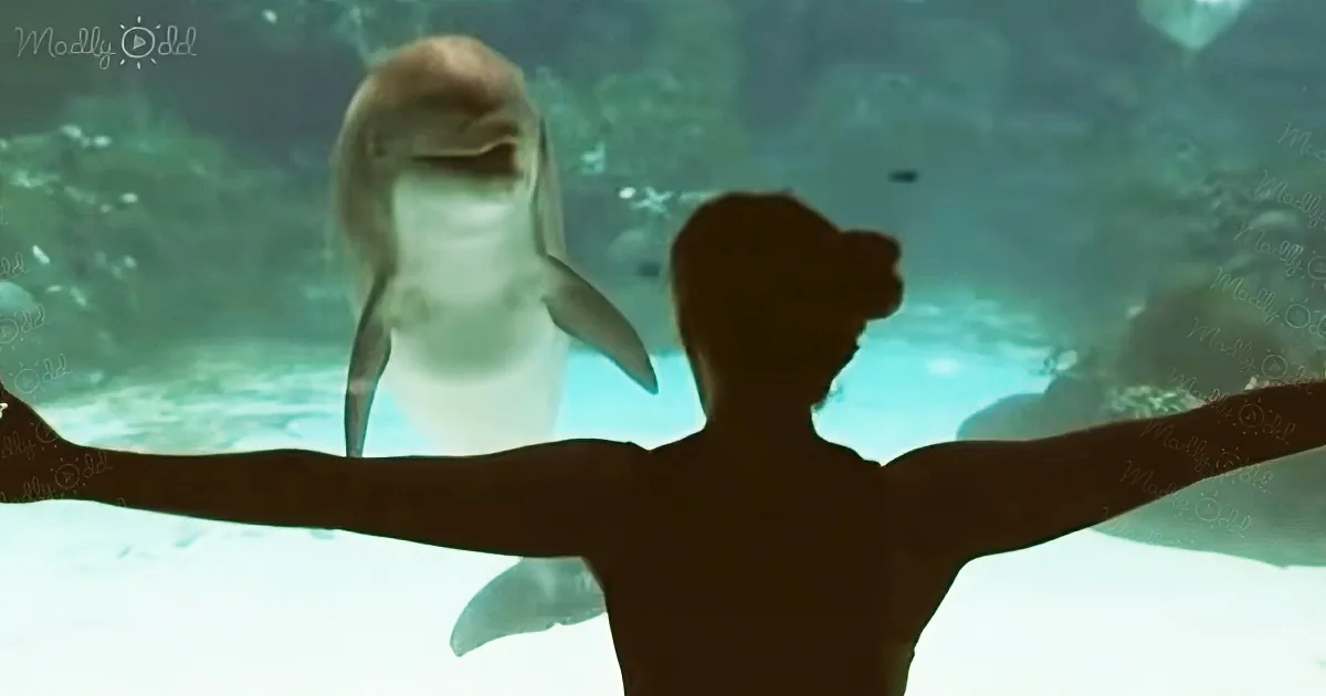 Girl impresses dolphin with her own acrobatic skills