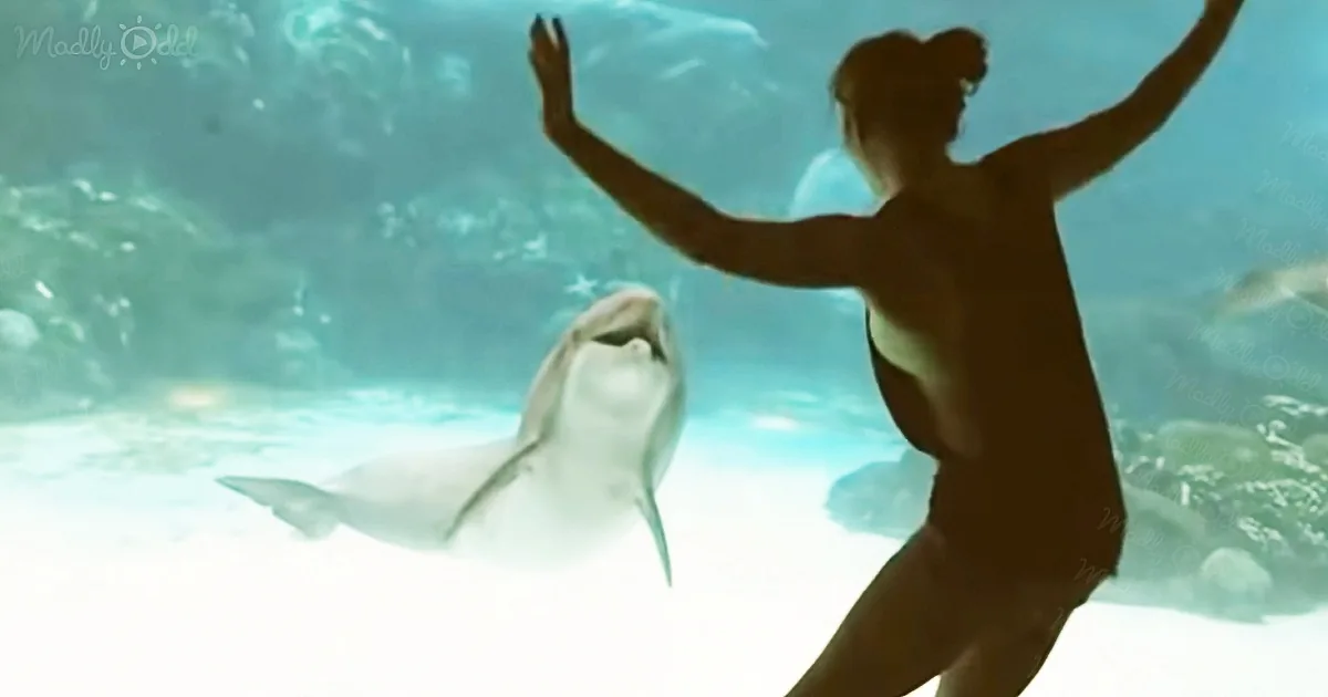 Dolphin Laughs With Joy While Watching Girl's Dance
