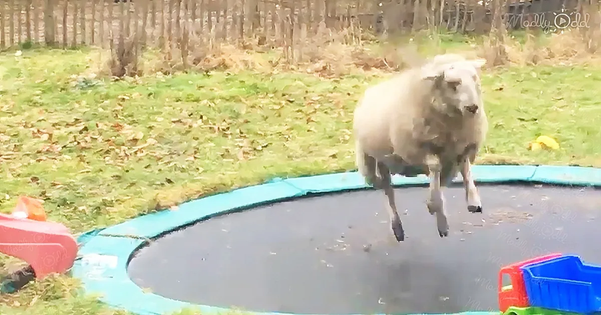 Confused sheep jumps on a trampoline and ends up having fun