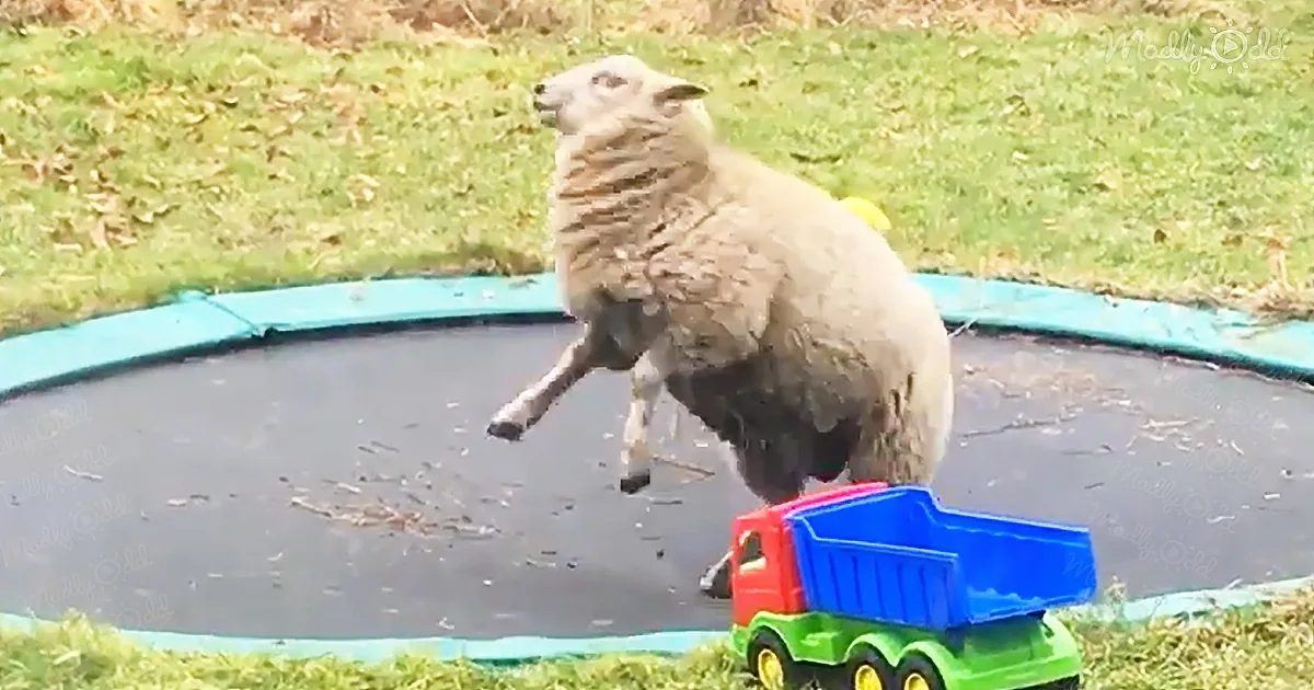Sheep Has Fun on a Trampoline for the First Time