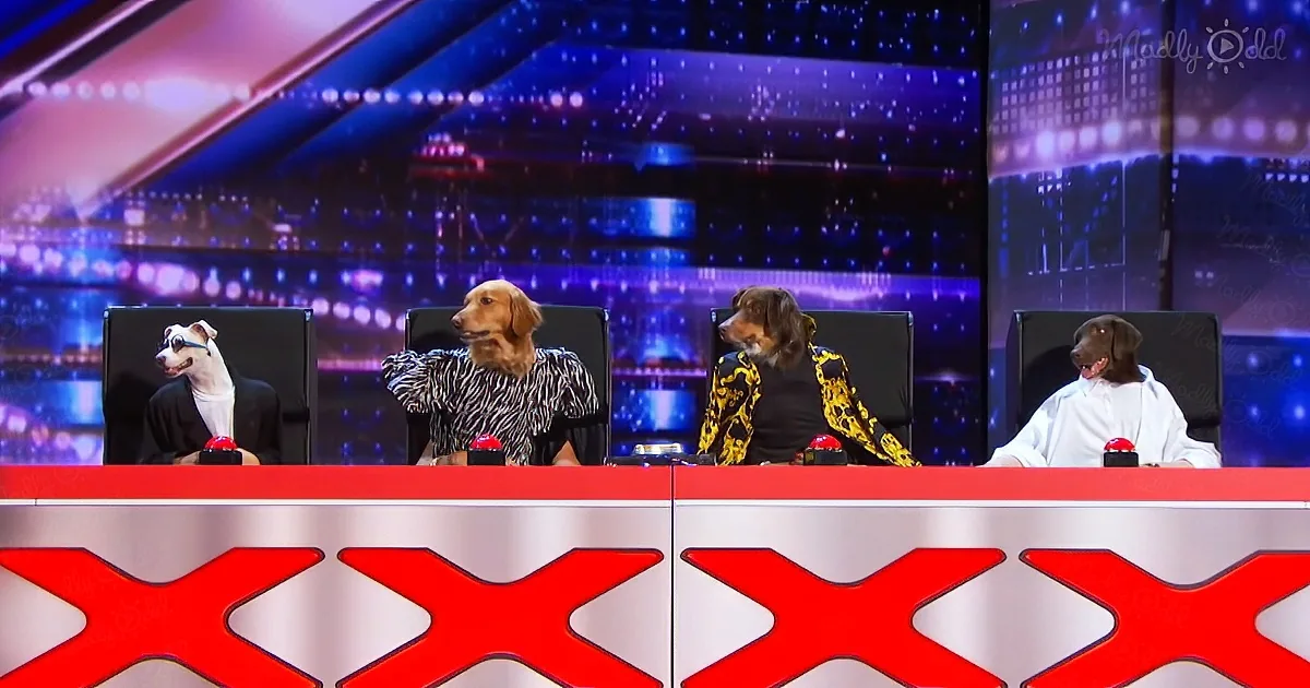 Incredible dogs pretend to be the judges of America’s Got Talent