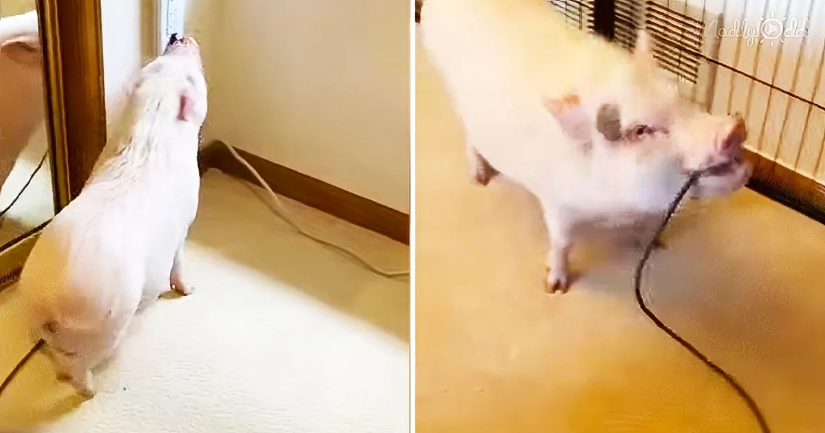 Pig can't stand the noise from vacuum