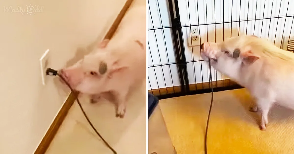 Pig Disconnects the Annoying Vacuum Continuously