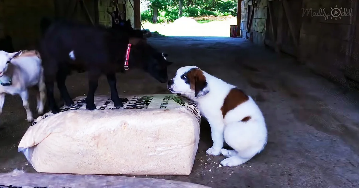 Goat kids wowed by fluffy puppy