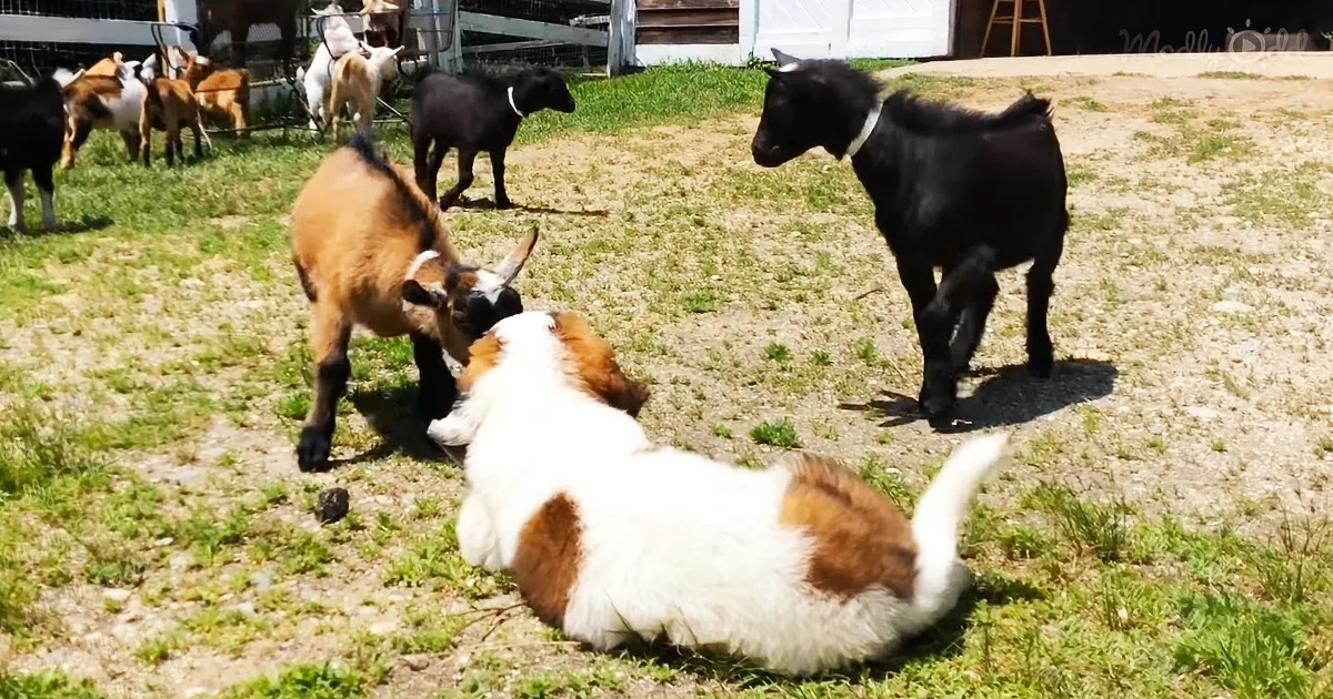 Cute Saint Bernard Puppy Playing With Goats