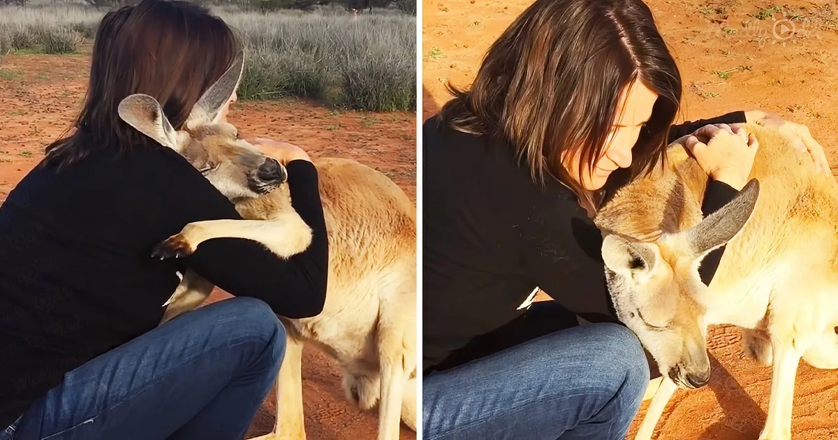 Cute Rescue Kangaroo Hugs Her Rescuer