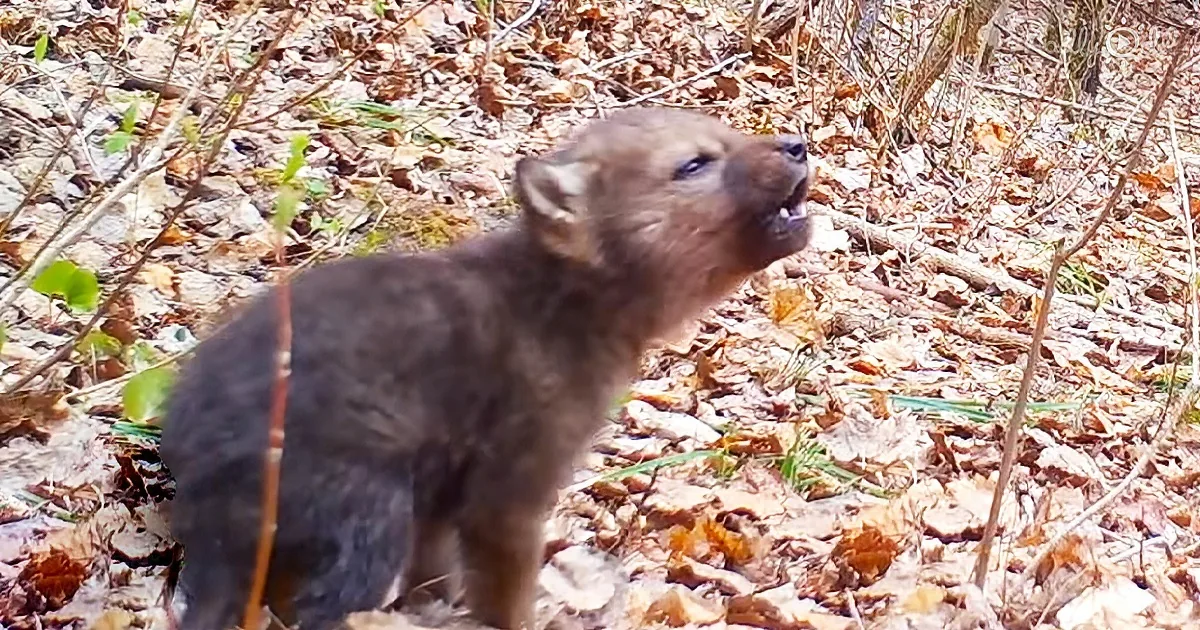 Baby wolf’s attempt at making his first howl