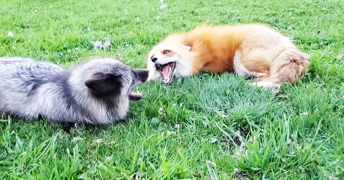 Cute Foxes Giggle and Chatter During Playtime