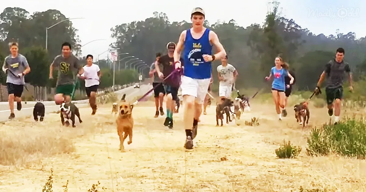 Shelter Dogs Join Students on Their Morning Run