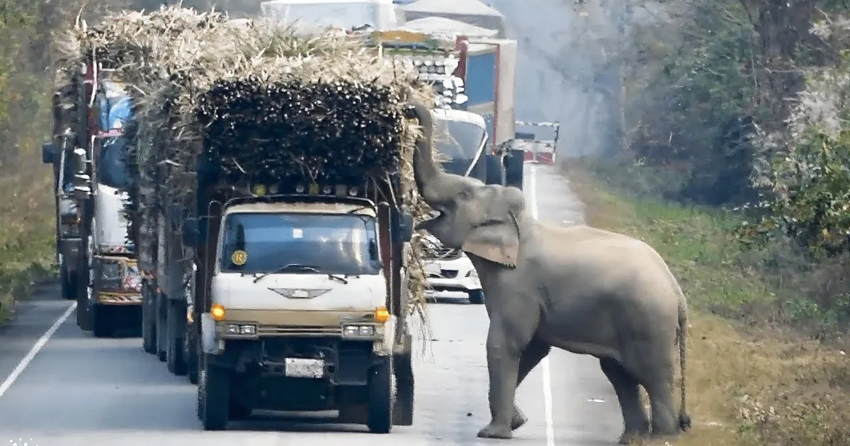 Clever Elephant Stops Traffic for Some Sugarcane