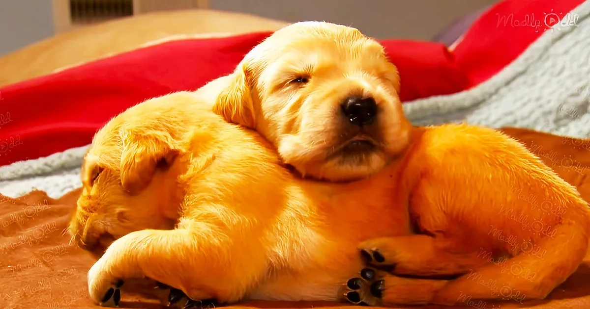 From adorable newborns to playful and energetic pooches