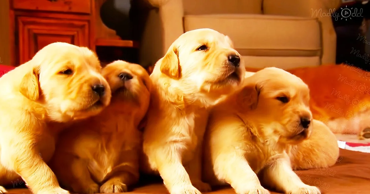 Adorable Golden Retriever Puppies Are Growing up Together