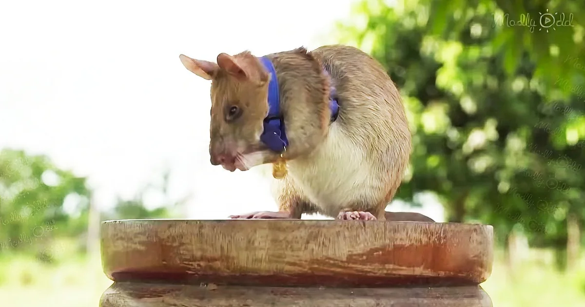 Hero rat retires from his job five years later