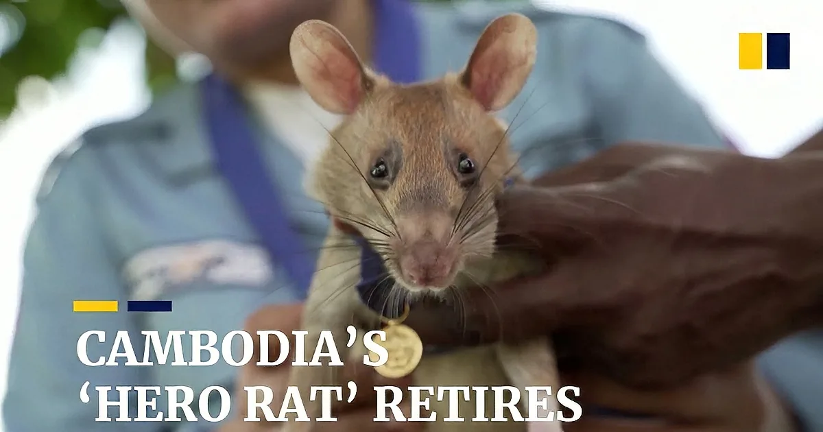 A small, light brown rat with a medal around its neck is being held by a person in a blue uniform.