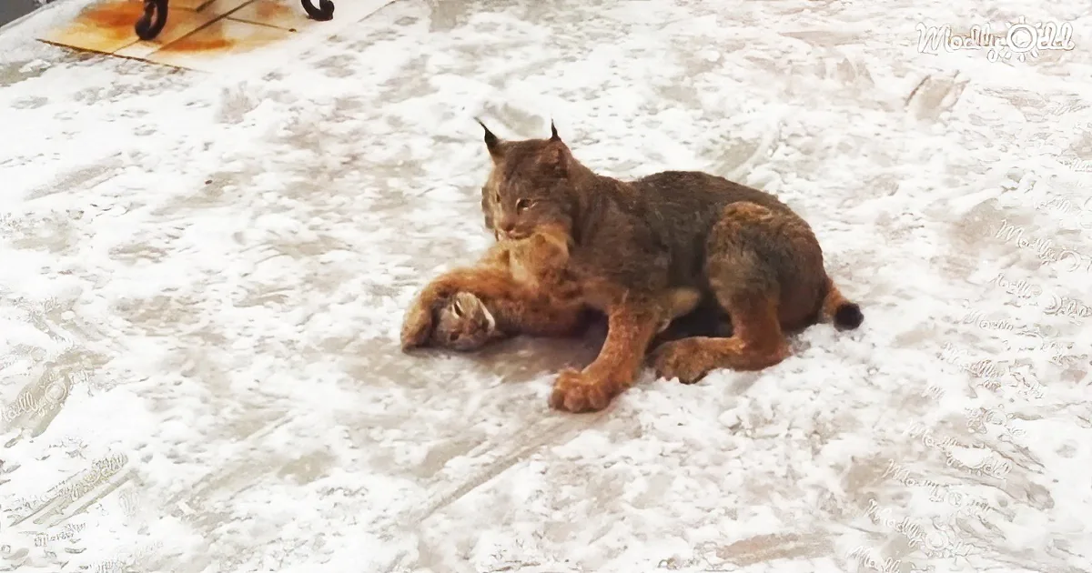 Adorable lynx cubs give grandma an impromptu visit