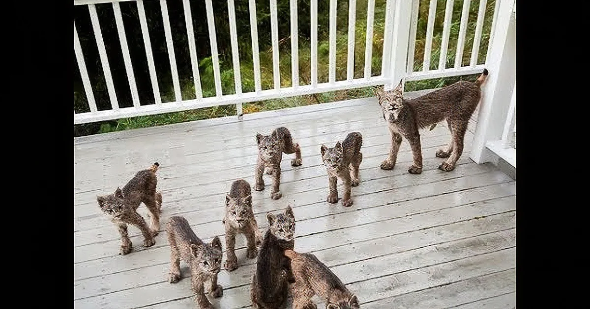 Grandma Finds Cheerful Lynx Cubs Playing on Her Porch