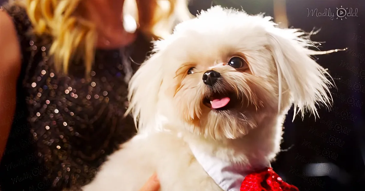 Adorable pup impresses audience with his outstanding talent