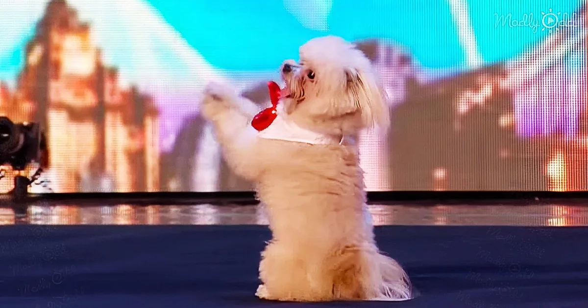 Cute Pup Shows off His Best Tricks