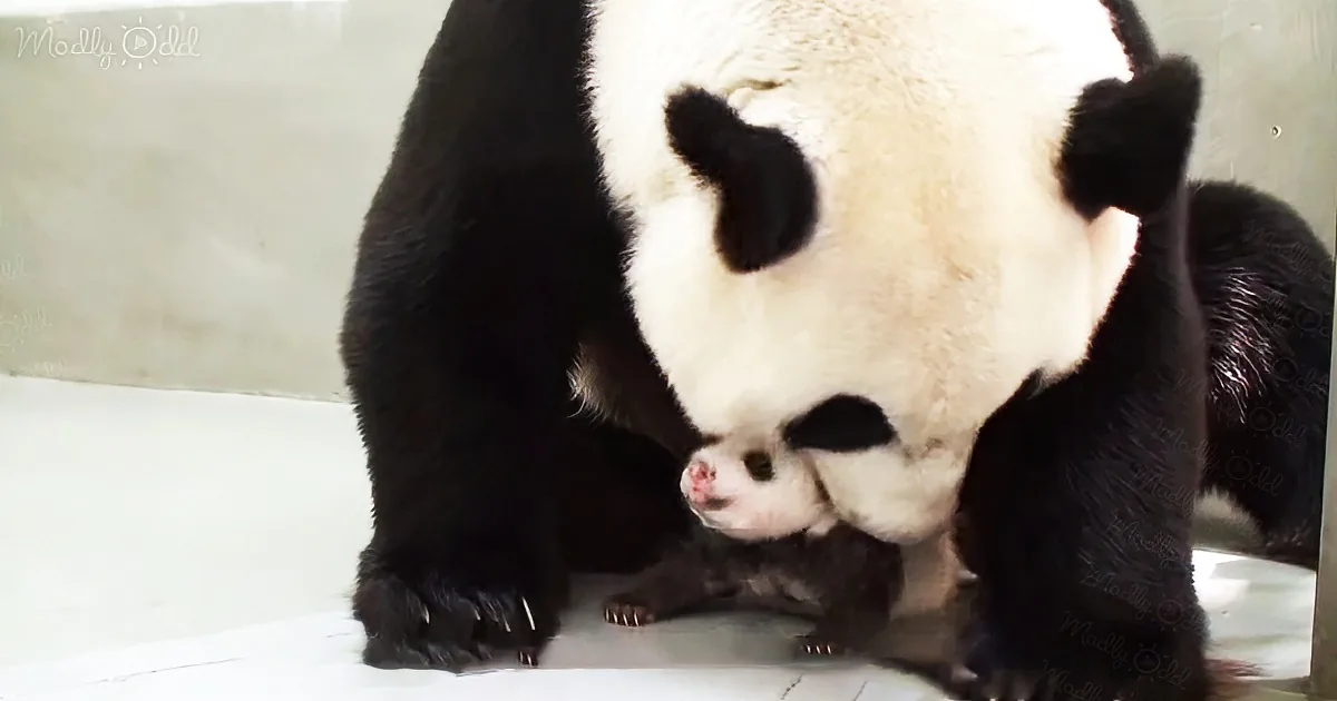 A panda bear is lying down, its head resting on its front paws, appearing relaxed.