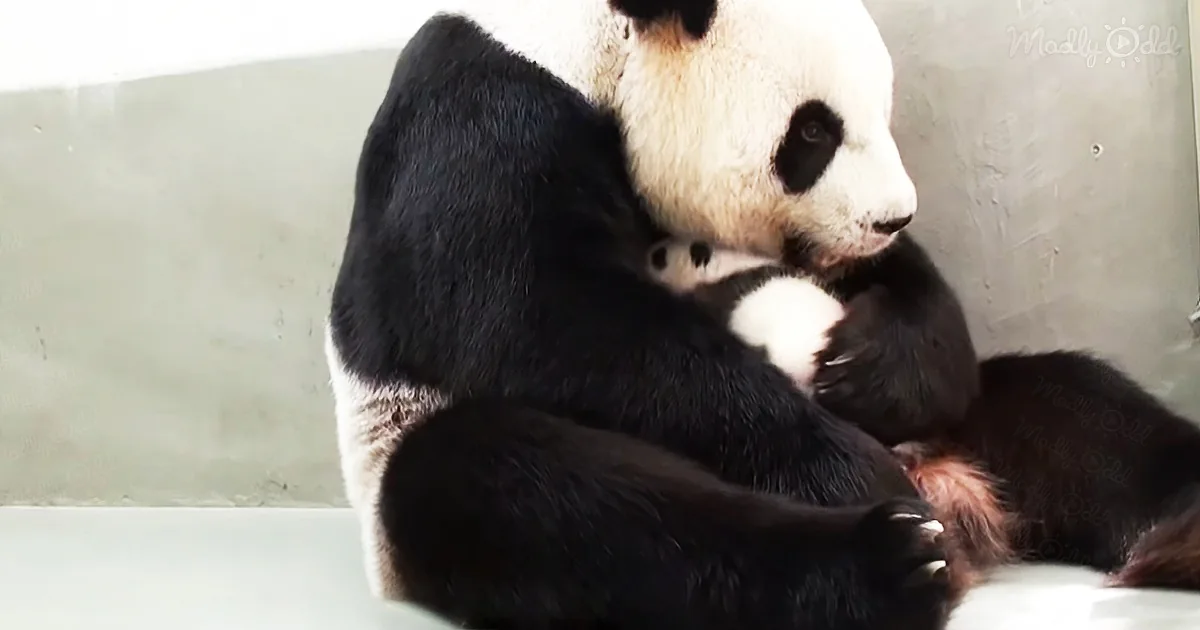 Adorable Newborn Panda Reunites With Her Mother