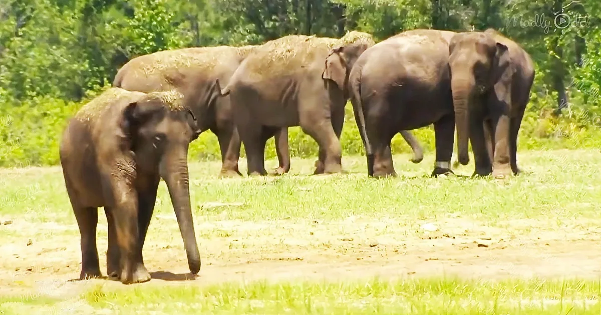 Incredible Florida reserve provides safe home for retired circus elephants